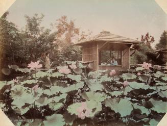 83: Lotus Pond at Tokyo