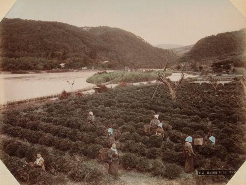 O52: Tea Yard at Uji