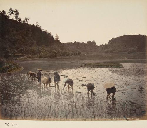 Rice Plantation 206