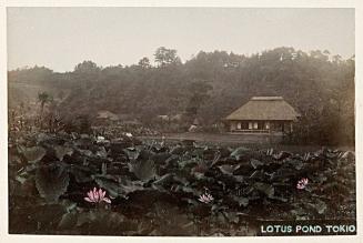 Lotus Pond, Tokio
