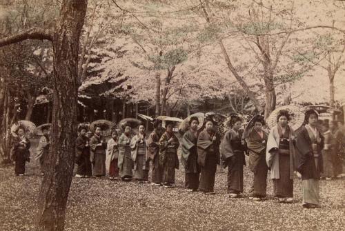 A line of women parading under cherry trees)