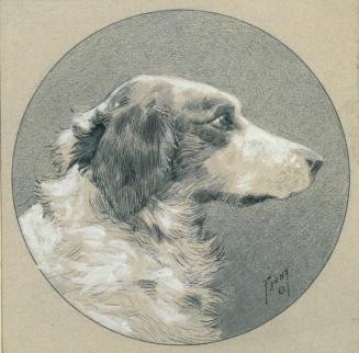 [Portrait of a Dog]