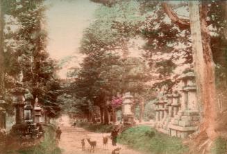 Kasuga Temple Road, Nara