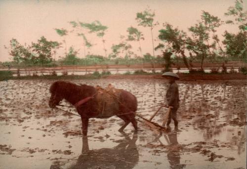 [Plowing a rice field in the spring]