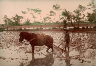 [Plowing a rice field in the spring]