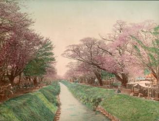 Cherry Blossoms at Koganei, near Tokyo