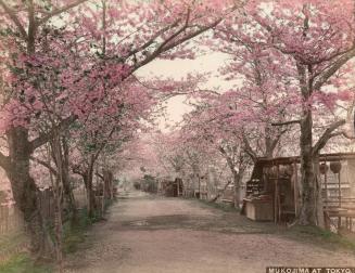 Mukojima at Tokyo