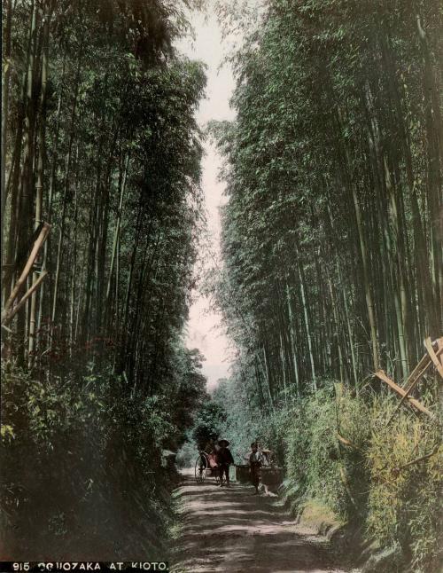 Bamboo Grove Kioto