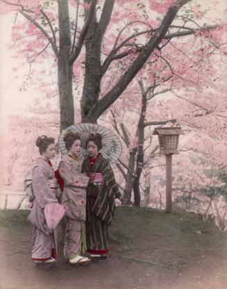 [Three women under cherry blossoms]