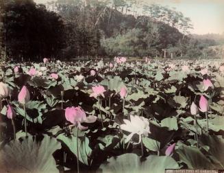 1034 Lotus Pond at Kamakura
