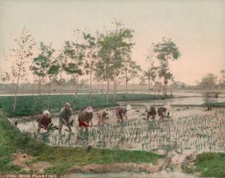 [Rice planting]