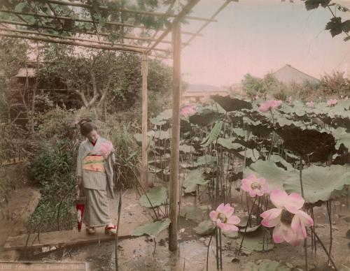 Lotus Pond Kameido Tokio