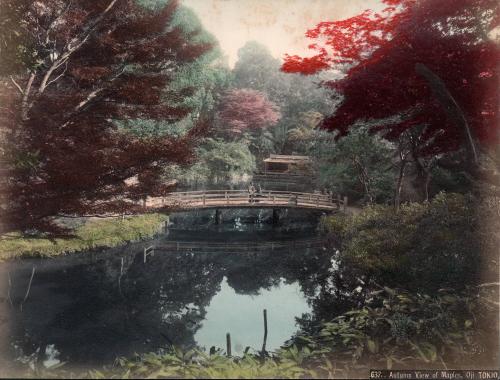 Autumn View of Maples, Oji, Tokio