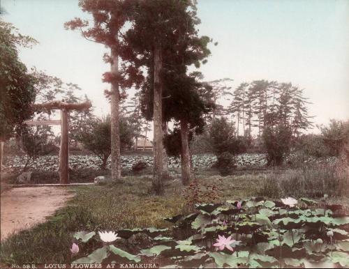 Lotus Flowers at Kamakura