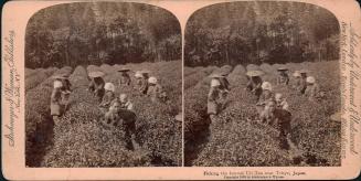 Picking Uji Tea