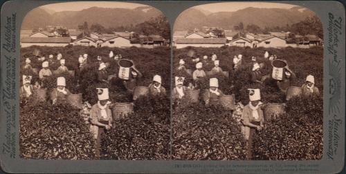 Picking Uji Tea