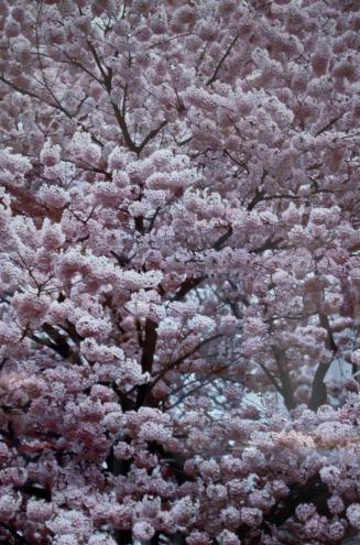 Cherry Blossoms, Tokyo, Japan