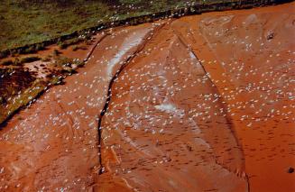 Sandhill Cranes over Brazos River, Texas, 1975