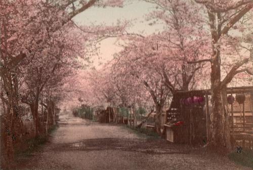 Cherry Blossoms