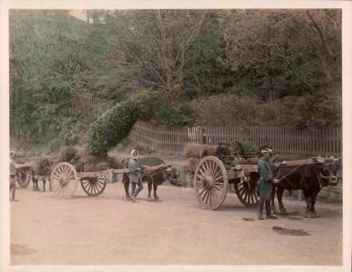 Men with Bullock Carts