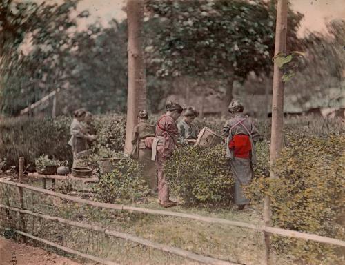 Women Picking Tea