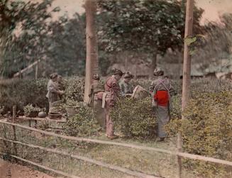 Women Picking Tea