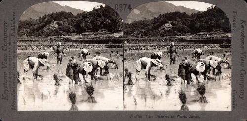 Rice Planters at Work, Japan