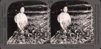 Feeding Mulberry Leaves to the Voracious Young Silk Worms, Japan