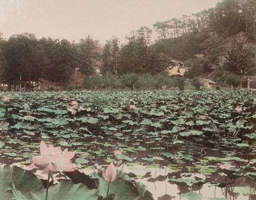 Lotus Garden