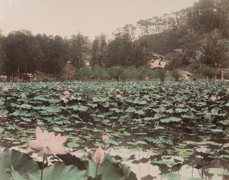 Lotus Garden