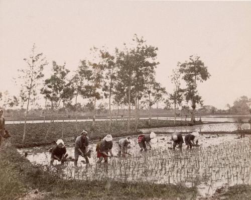 [Laborers working in a rice paddy]