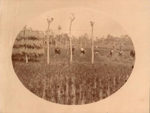 Vignette photo of rice gathering and drying