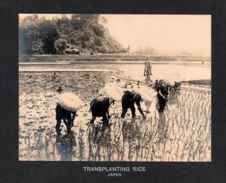 Transplanting Rice - Japan
