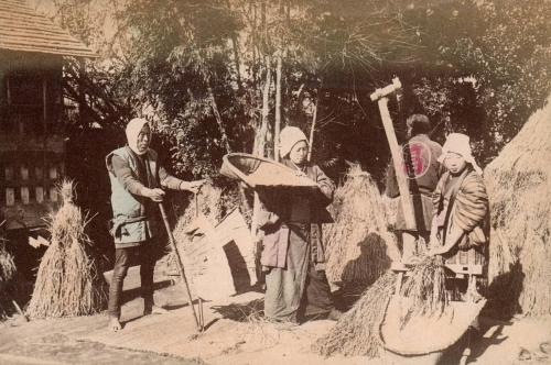 Wheat Farming