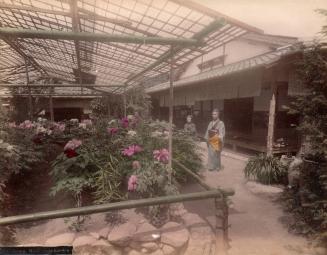 Peony Mankayen Garden