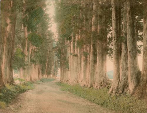 Tree-Lined Road