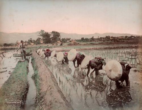 Transplanting Rice