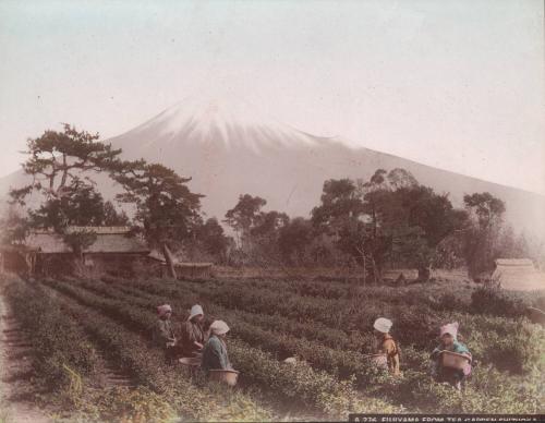 Fujiyama From Tea Garden Shizuoka