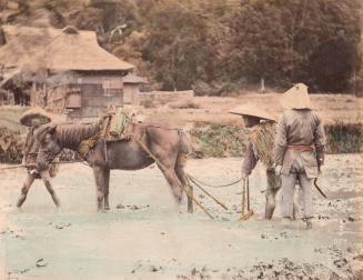 Three Farmers with Mule