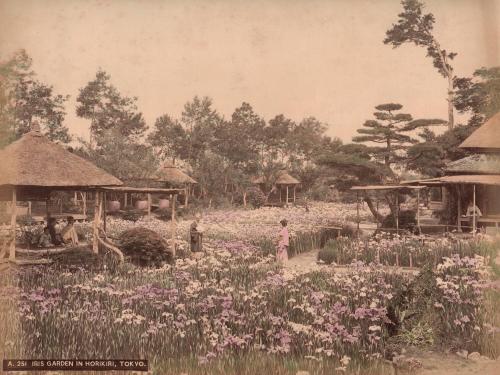 Iris Garden at Horikiri, Tokyo