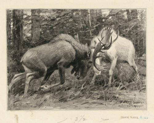 Two moose engaged in battle