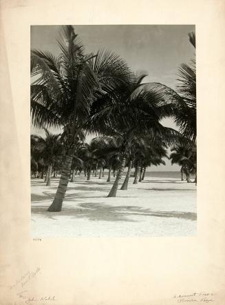 Cocoanut Trees, Florida Keys