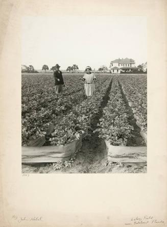 Celery Field near Lakeland, Florida