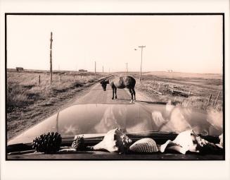 Untitled, horse on country road