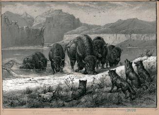 [Buffalo herd stalked by wolves]
