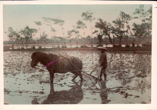 Spring Plowing of Rice Fields