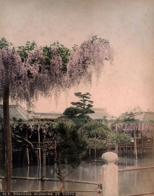 94 B Wisteria blossoms at Tokyo