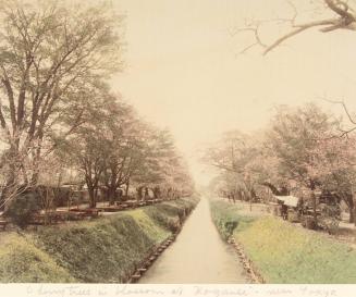 Cherry Trees in Blossom at Kogani, Near Tokyo