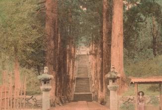 Stone Steps between Cryptomeria Trees