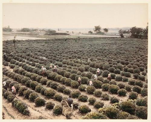 Tea Plantation